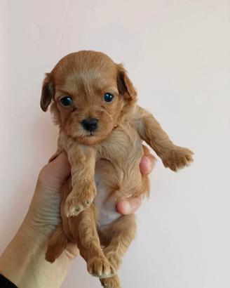 MALTIPOO femmina minitoy con papà barboncino Enci