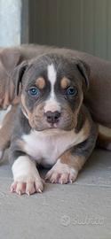 Cuccioli di pitbull ukc occhi chiari