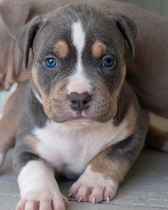 Cuccioli di pitbull ukc occhi chiari