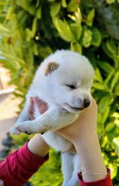 Stupendo cucciolo bianco