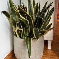 Pianta sansevieria grande insieme a vaso