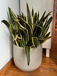 Pianta sansevieria grande insieme a vaso