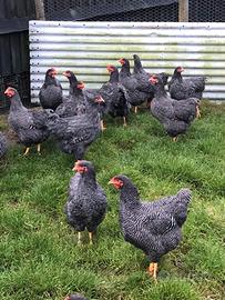 Ovaiole barred rock