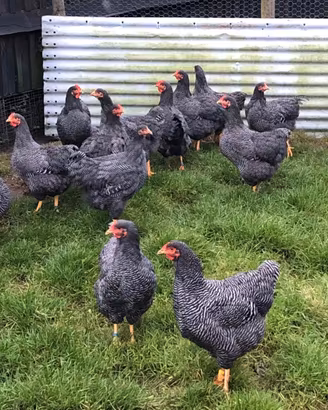 Ovaiole barred rock