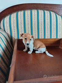 Jack Russell Gamba Corta