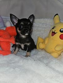 Chihuahua micro