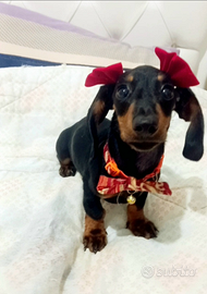 Cuccioli di bassotto