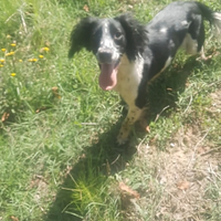 Springer spaniel