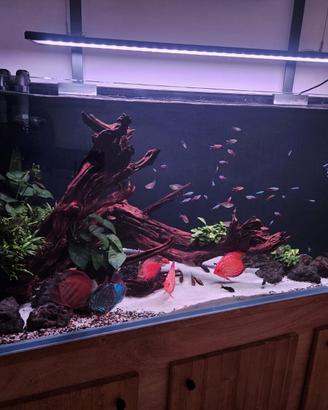 Acquario