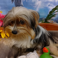 Cuccioli di Yorkshire Biewer Terrier Tricolore