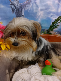 Cuccioli di Yorkshire Biewer Terrier Tricolore