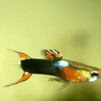 Poechilia Wingei (Endler - Guppy nano)