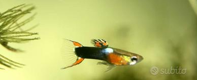 Poechilia Wingei (Endler - Guppy nano)