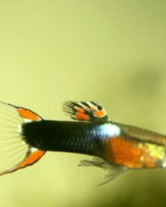 Poechilia Wingei (Endler - Guppy nano)
