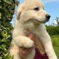 Cuccioli montagna dei Pirenei