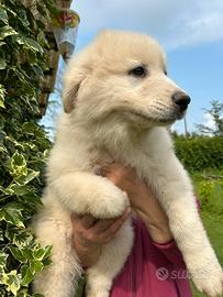 Cuccioli montagna dei Pirenei
