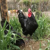 Australorp *pura razza