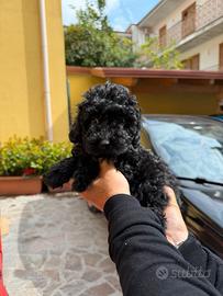 Barboncino Mini Toy black