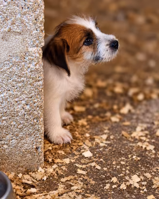 Jack russel terrier pelo ruvido