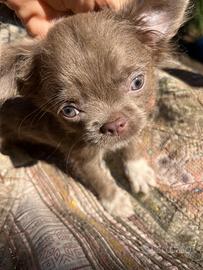 Cucciolo di chihuahua toy lillac occhi chiari