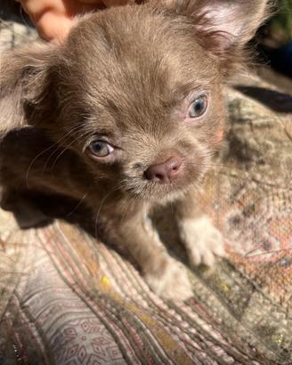Cucciolo di chihuahua toy lillac occhi chiari