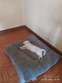 Femmina jack russel