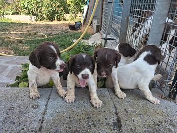 Springer spaniel
