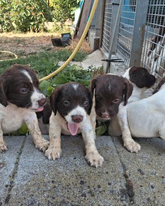 Springer spaniel