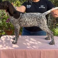 Vendita femmine cane da ferma tedesco-kurzhaar