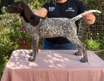 Vendita femmine cane da ferma tedesco-kurzhaar