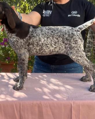 Vendita femmine cane da ferma tedesco-kurzhaar