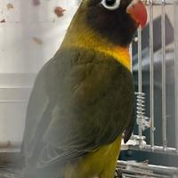 Agapornis personatus