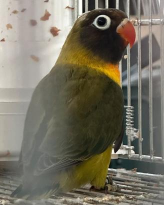 Agapornis personatus