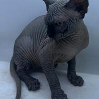 Cucciolo gatto Sphynx