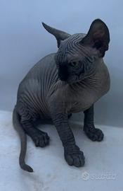 Cucciolo gatto Sphynx