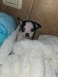 Chihuahua nana con pedigree