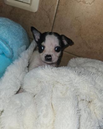 Chihuahua nana con pedigree