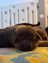 Cuccioli pastore tedesco