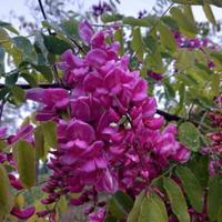 acacia rosa, bambù nero, bambù fiorito ecc.
