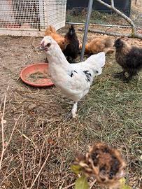 Splendido Gallo giovane Livornese / Moroseta