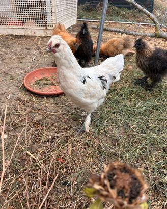Splendido Gallo giovane Livornese / Moroseta