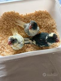 Kakariki