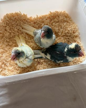 Kakariki