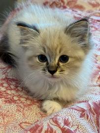 Ragdoll