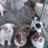 Cuccioli di Pastore Australiano Australian Sheperd