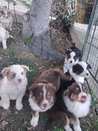 Cuccioli di Pastore Australiano Australian Sheperd