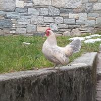 Galletti olandesi nani color isabella