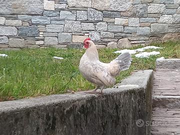 Galletti olandesi nani color isabella