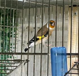 Coppia cardellino opale