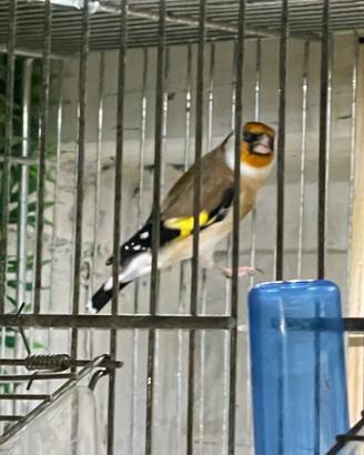 Coppia cardellino opale